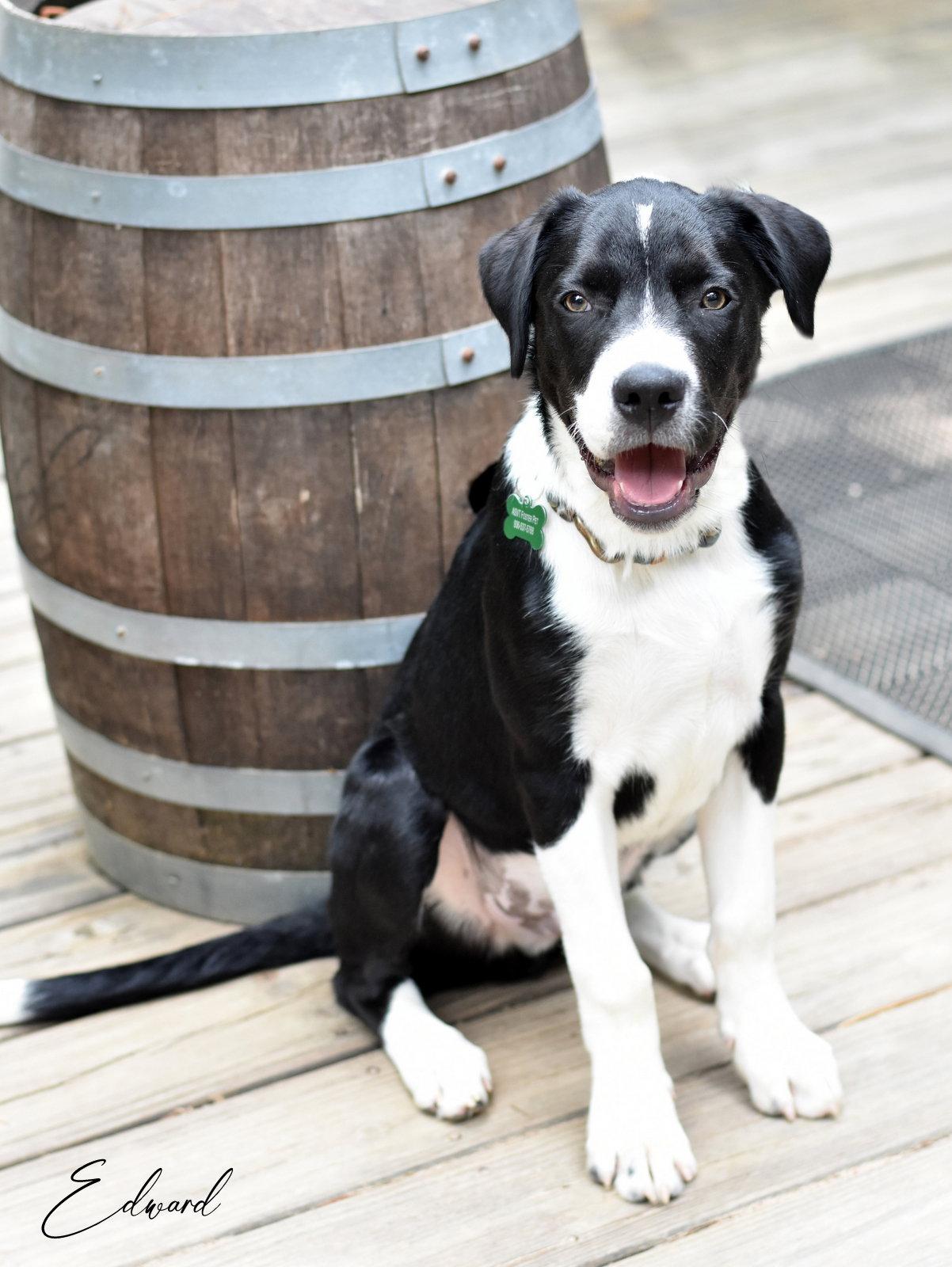 Enlarge Edward, a Adoptable mixed breed in Montgomery, TX image 2/3