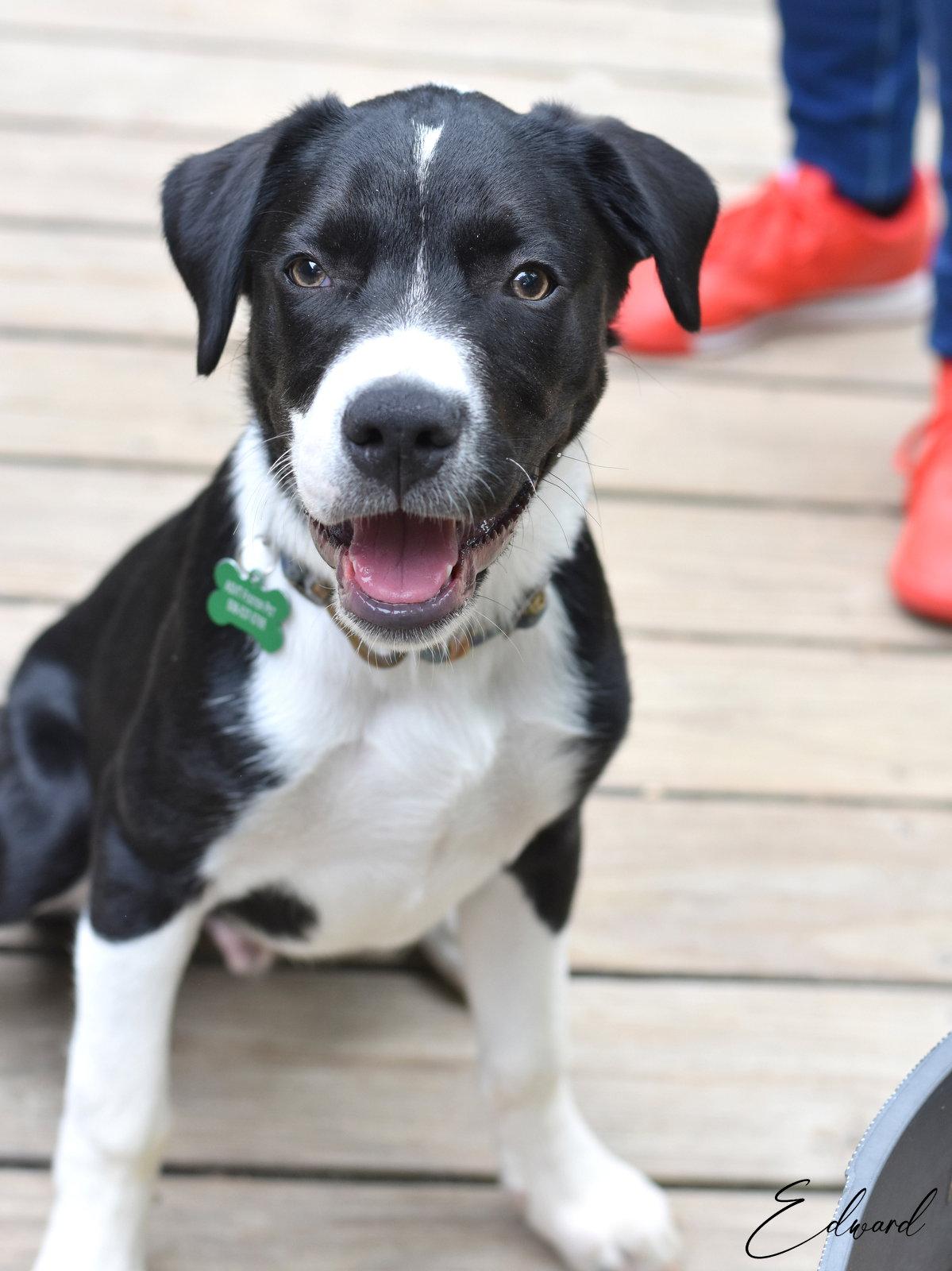 Enlarge Edward, a Adoptable mixed breed in Montgomery, TX image 3/3