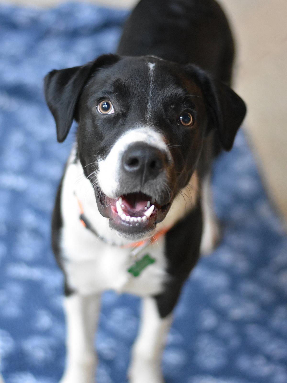 Edward, Adoptable, Young Male Border Collie & English Springer Spaniel.