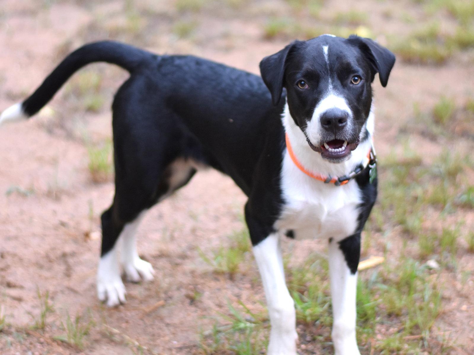 Edward, a Adoptable mixed breed in Montgomery, TX image 2/3
