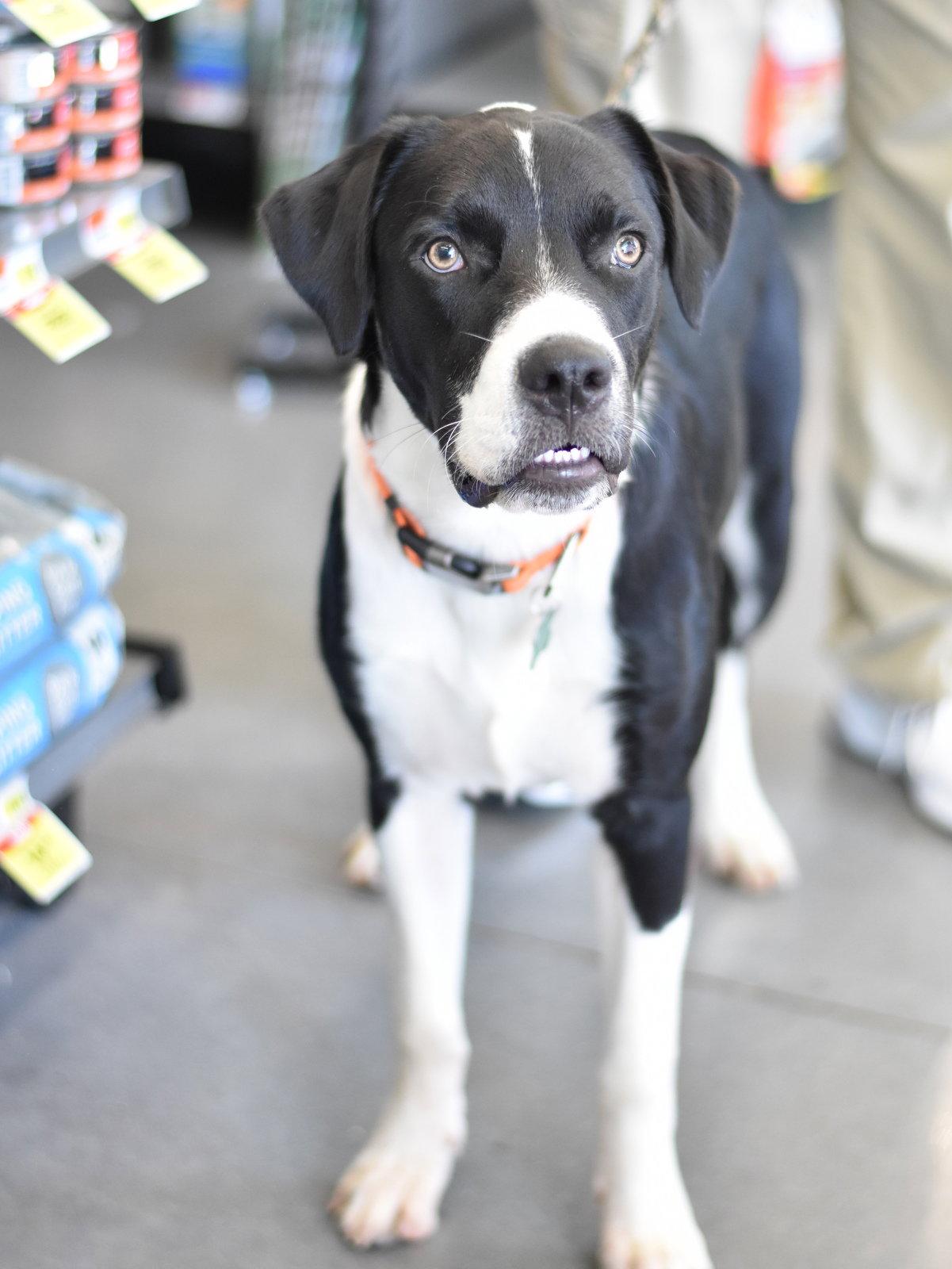 Edward, Adoptable, Young Male Border Collie & English Springer Spaniel.