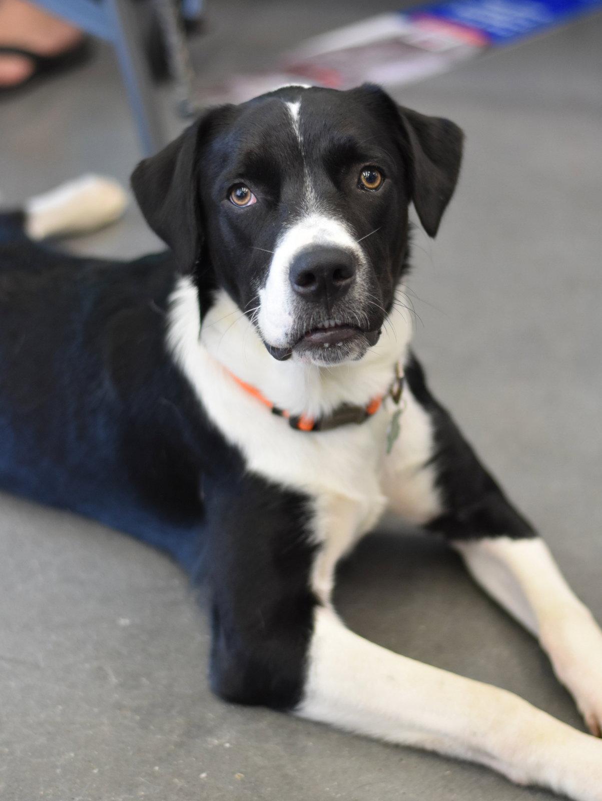 Enlarge Edward, a Adoptable mixed breed in Montgomery, TX image 2/3
