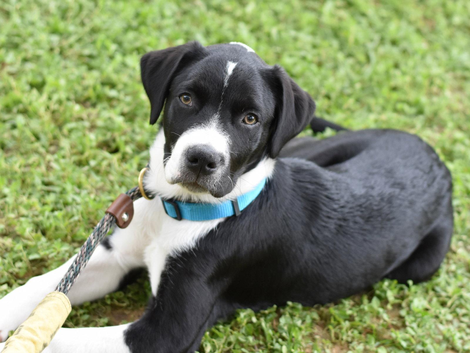 Enlarge Edward, a Adoptable mixed breed in Montgomery, TX image 3/3