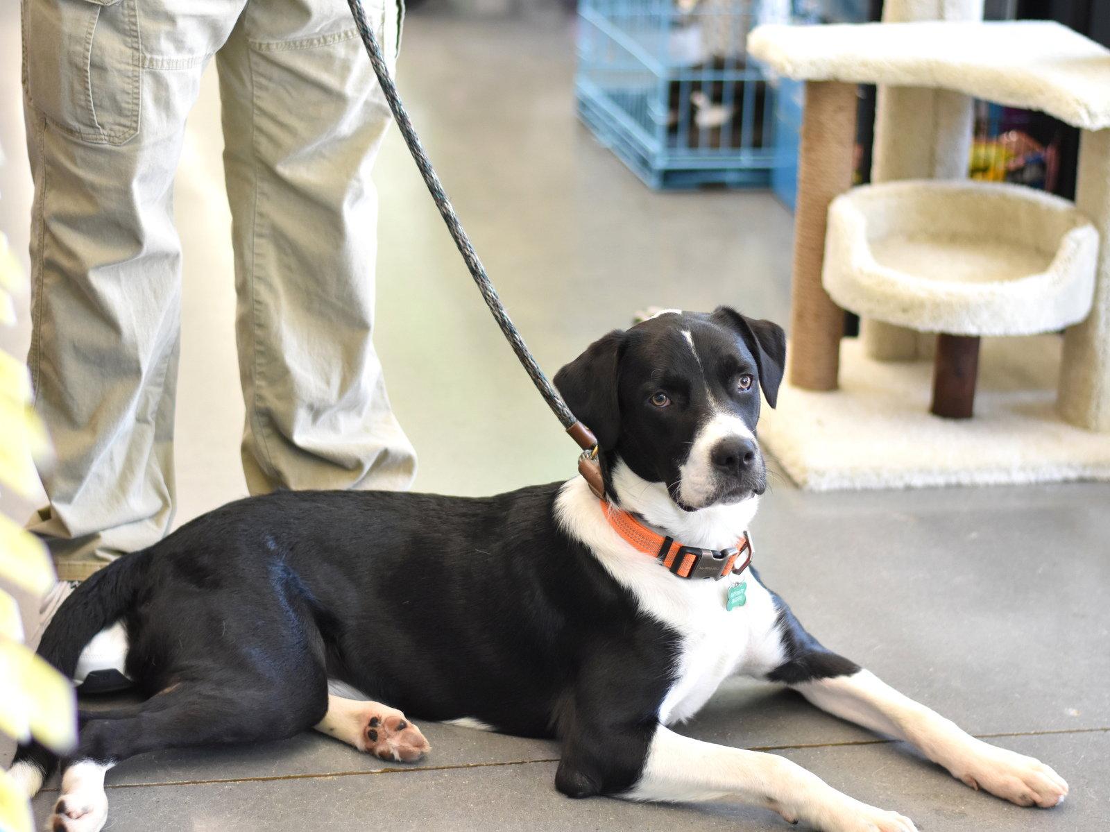 Enlarge Edward, a Adoptable mixed breed in Montgomery, TX image 3/3