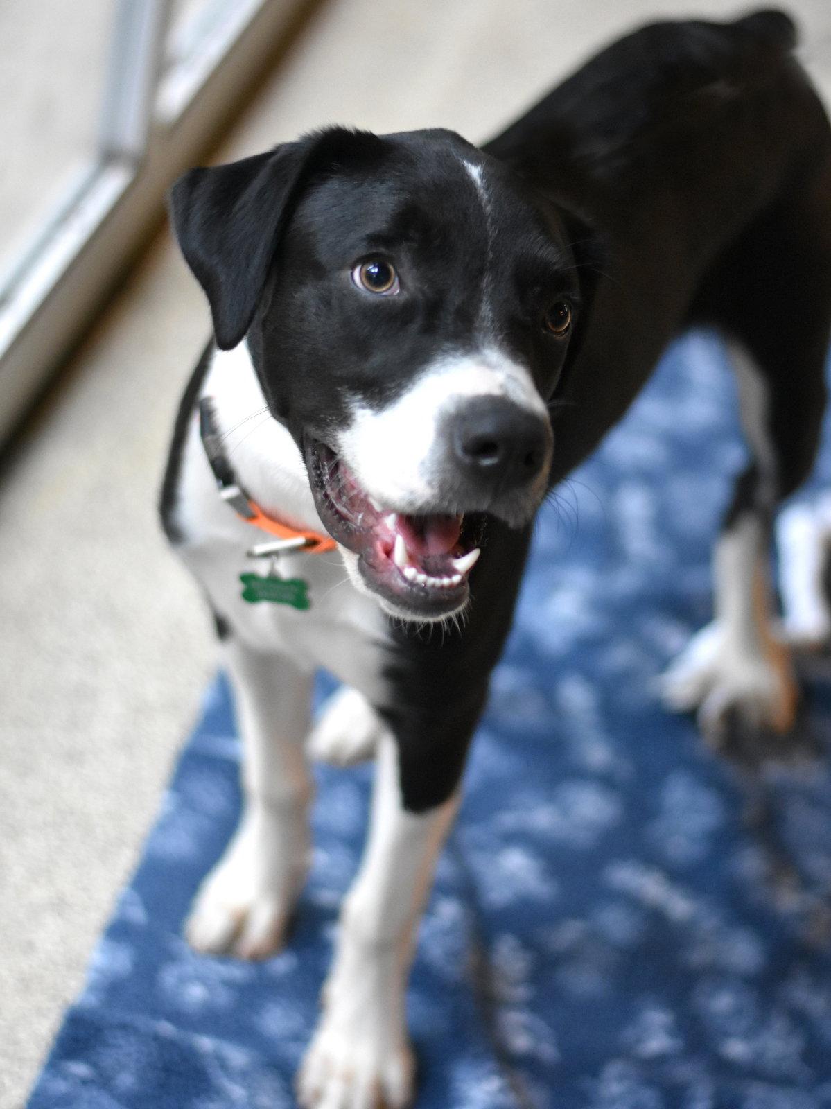 Edward, a Adoptable mixed breed in Montgomery, TX image 3/3