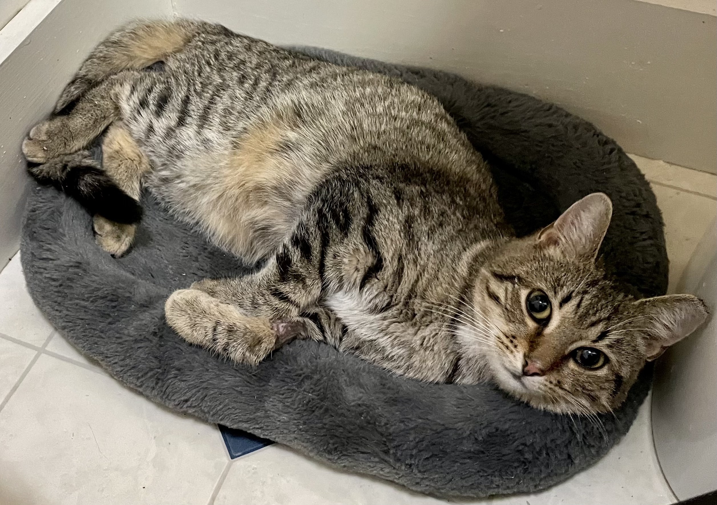 Larry, a Adopted Tabby in Beckley, WV image 1/2