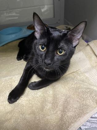 Sebastian, Adoptable, Young Male Domestic Short Hair & Domestic Short Hair.