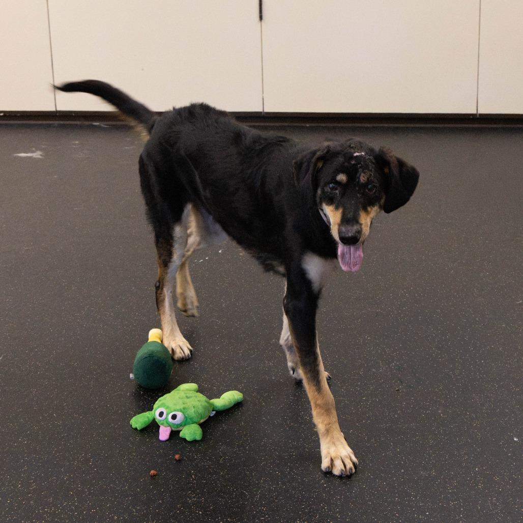 Enlarge Eddie, a Adoptable mixed breed in Pasadena, CA image 1/5