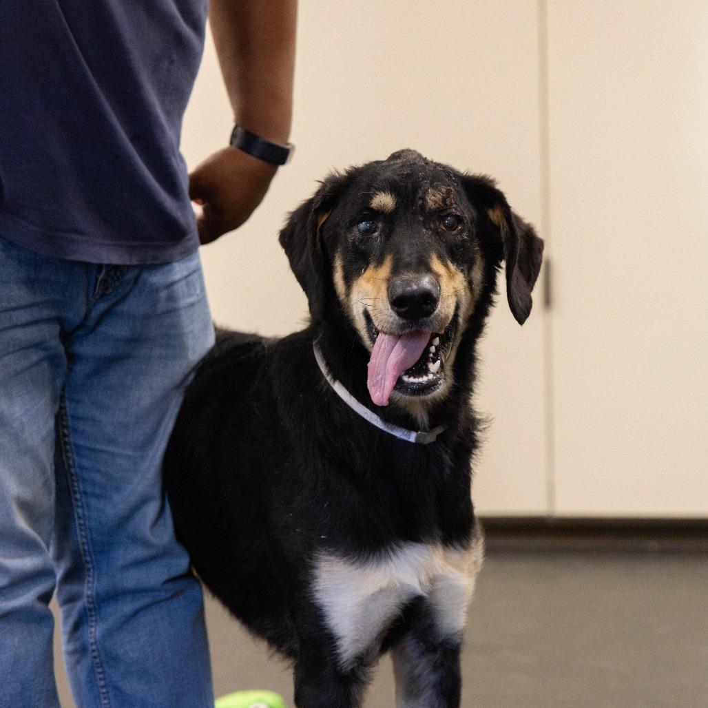 Enlarge Eddie, a Adoptable mixed breed in Pasadena, CA image 2/5