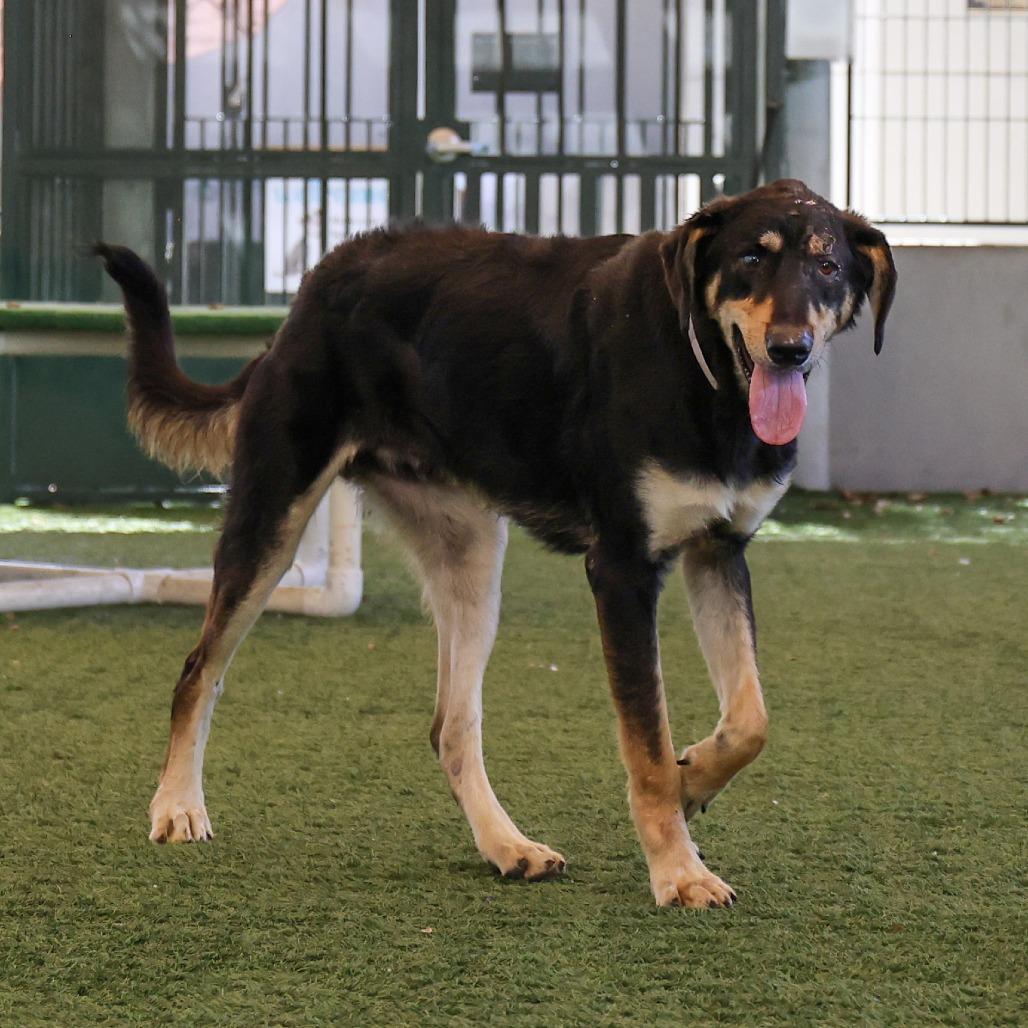 Enlarge Eddie, a Adoptable mixed breed in Pasadena, CA image 3/5
