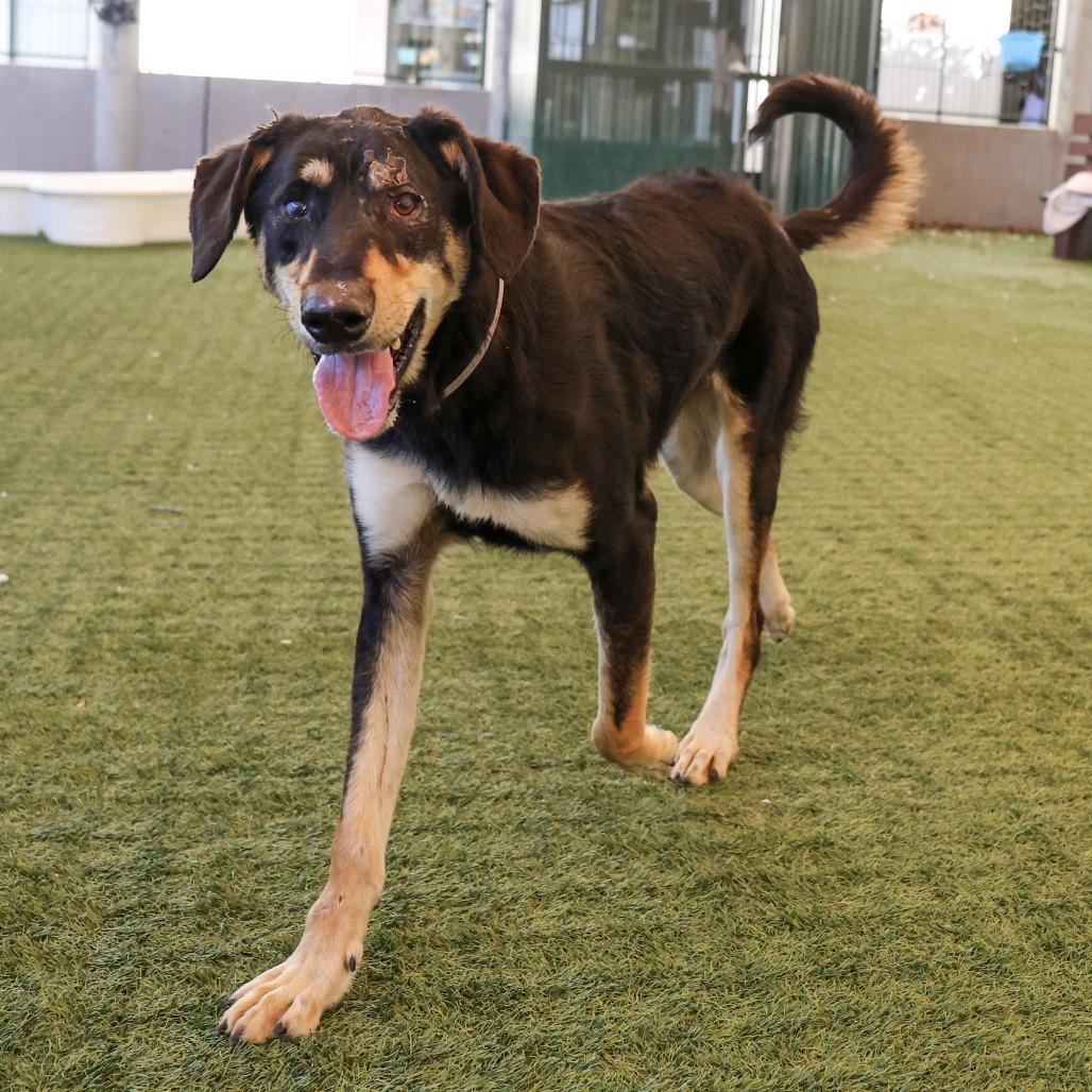 Enlarge Eddie, a Adoptable mixed breed in Pasadena, CA image 4/5