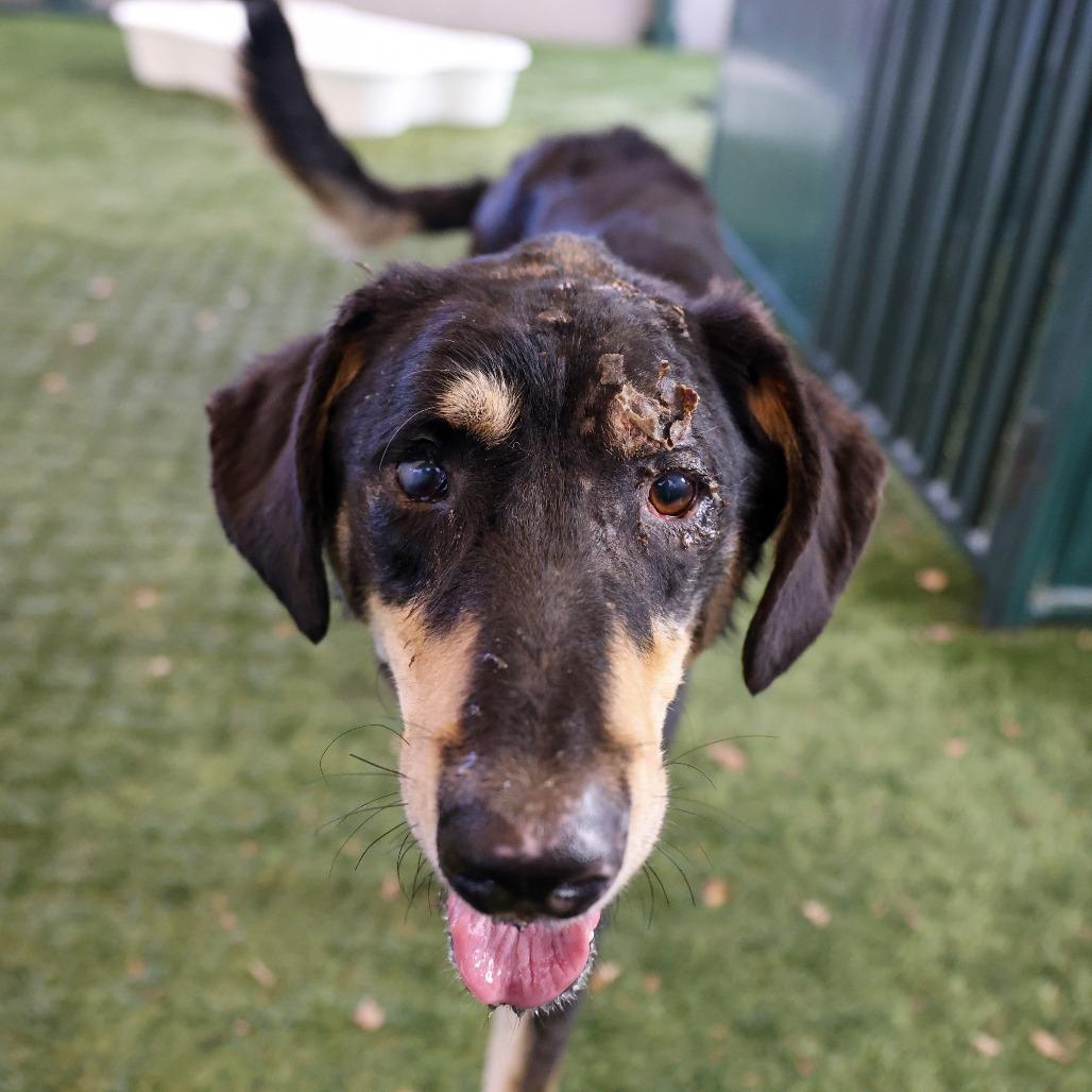 Enlarge Eddie, a Adoptable mixed breed in Pasadena, CA image 5/5