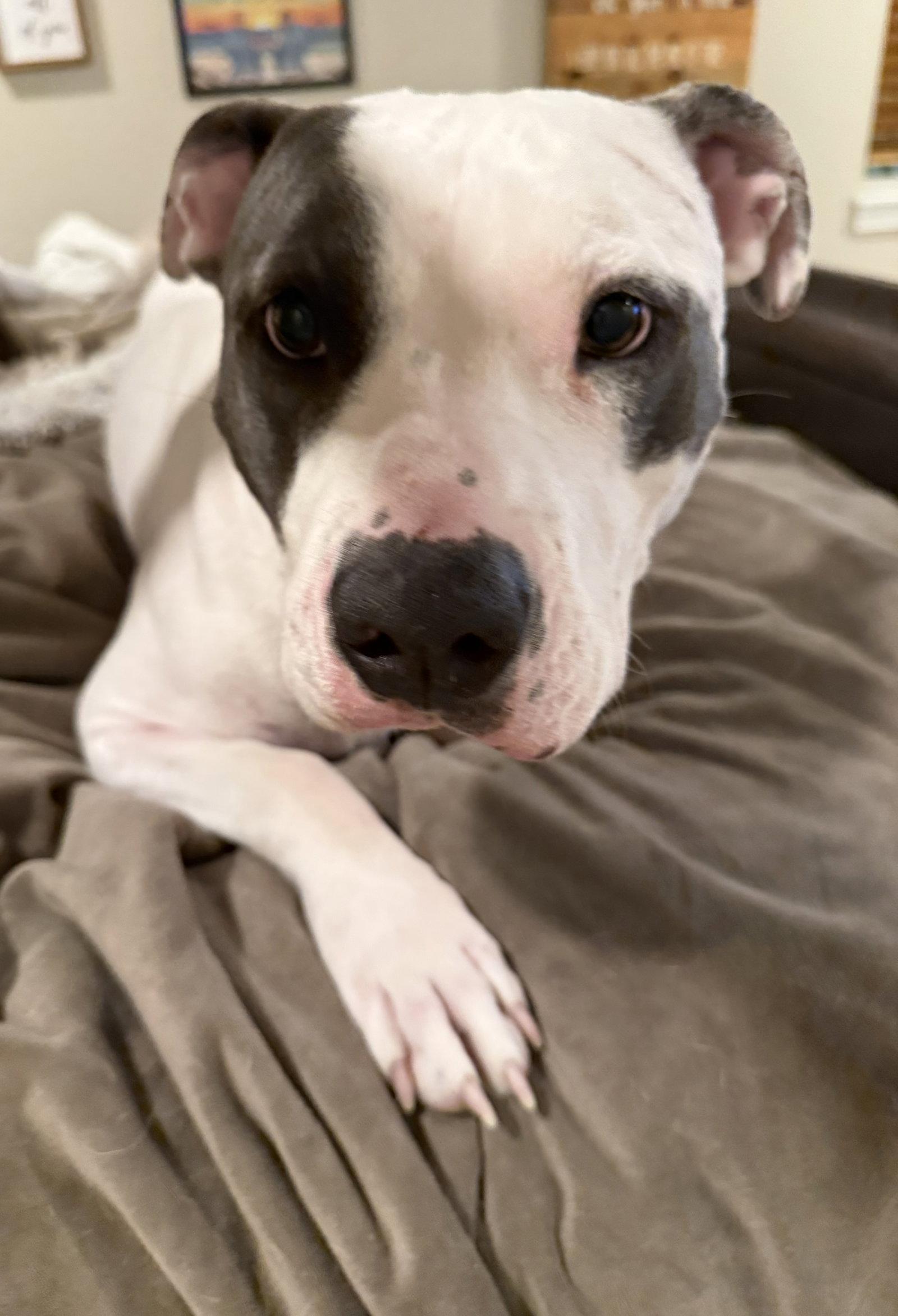 Hera, Adoptable, Adult Female Pit Bull Terrier.