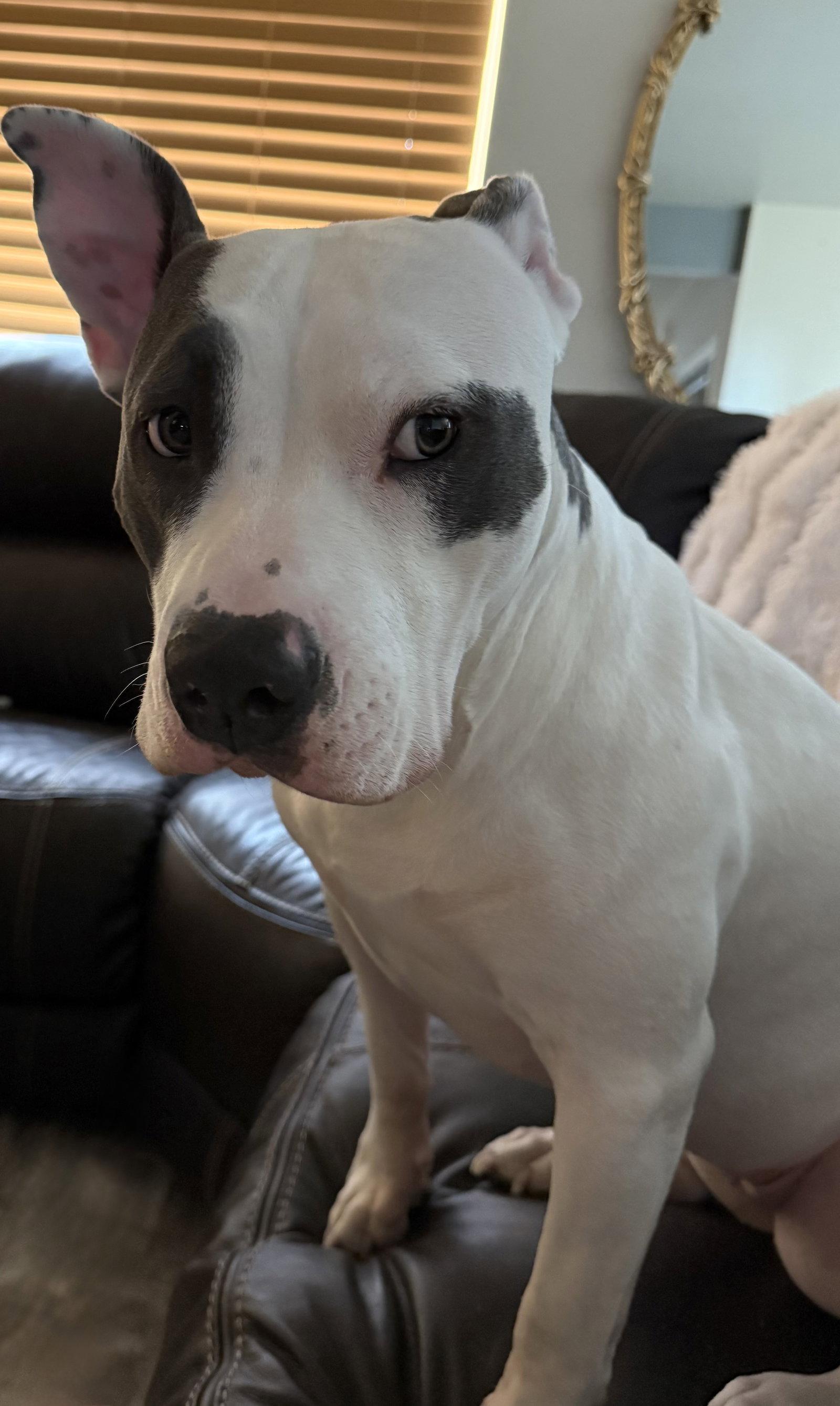Enlarge Hera, a Adoptable Pit Bull Terrier in Fort Collins, CO image 2/3