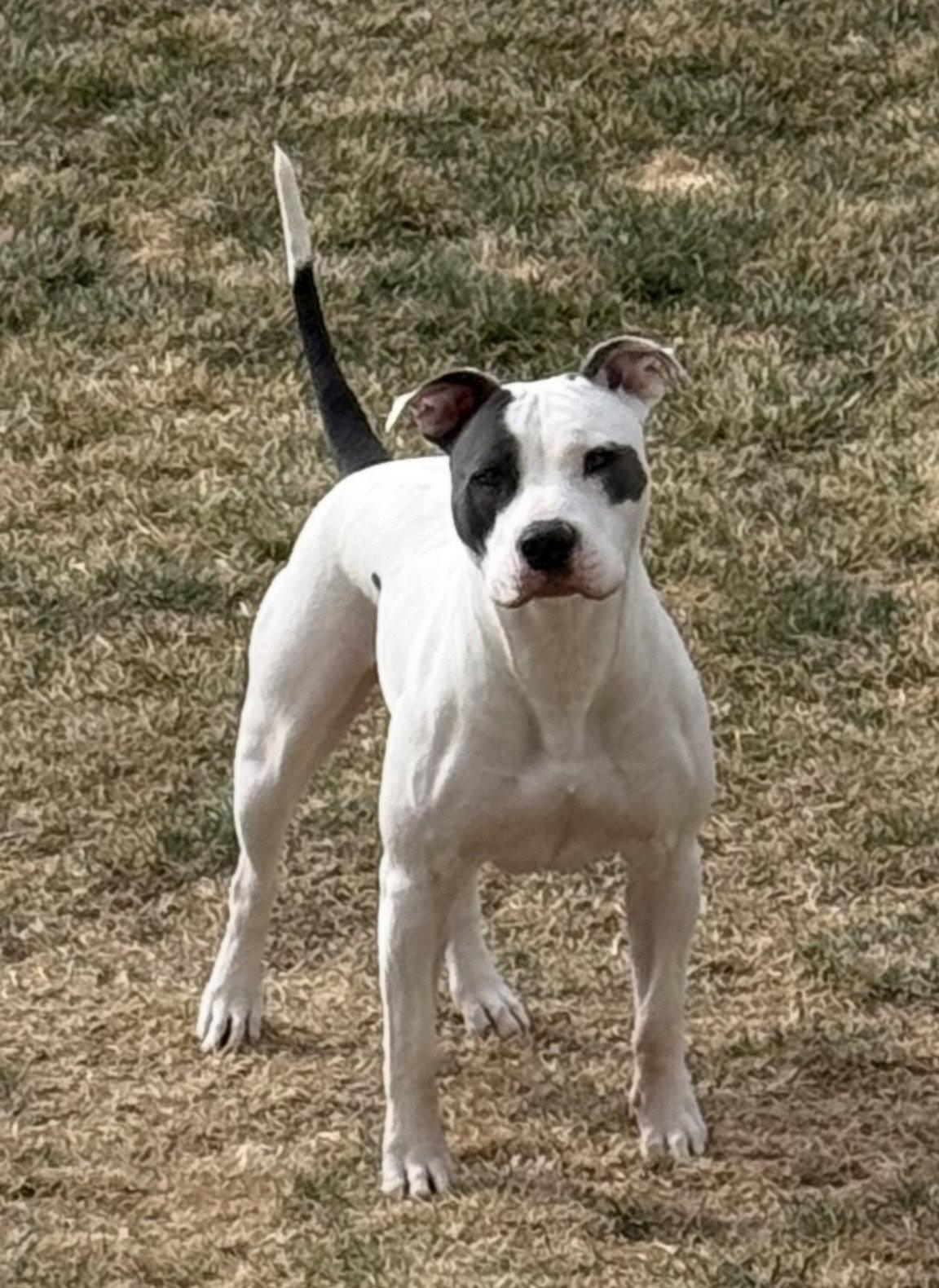 Enlarge Hera, a Adoptable Pit Bull Terrier in Fort Collins, CO image 3/3