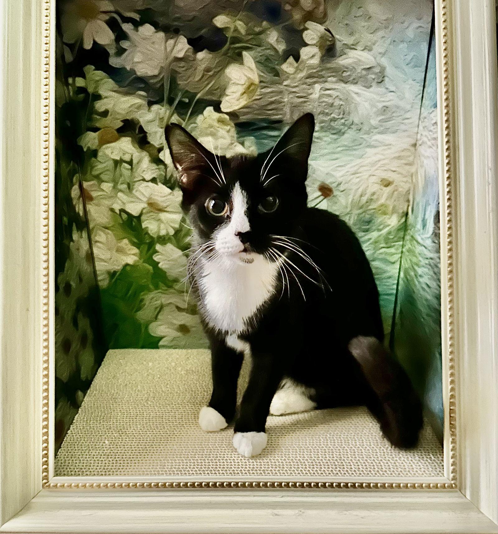 Mabell, a Adoptable Domestic Short Hair in Cincinnati, OH image 2/3