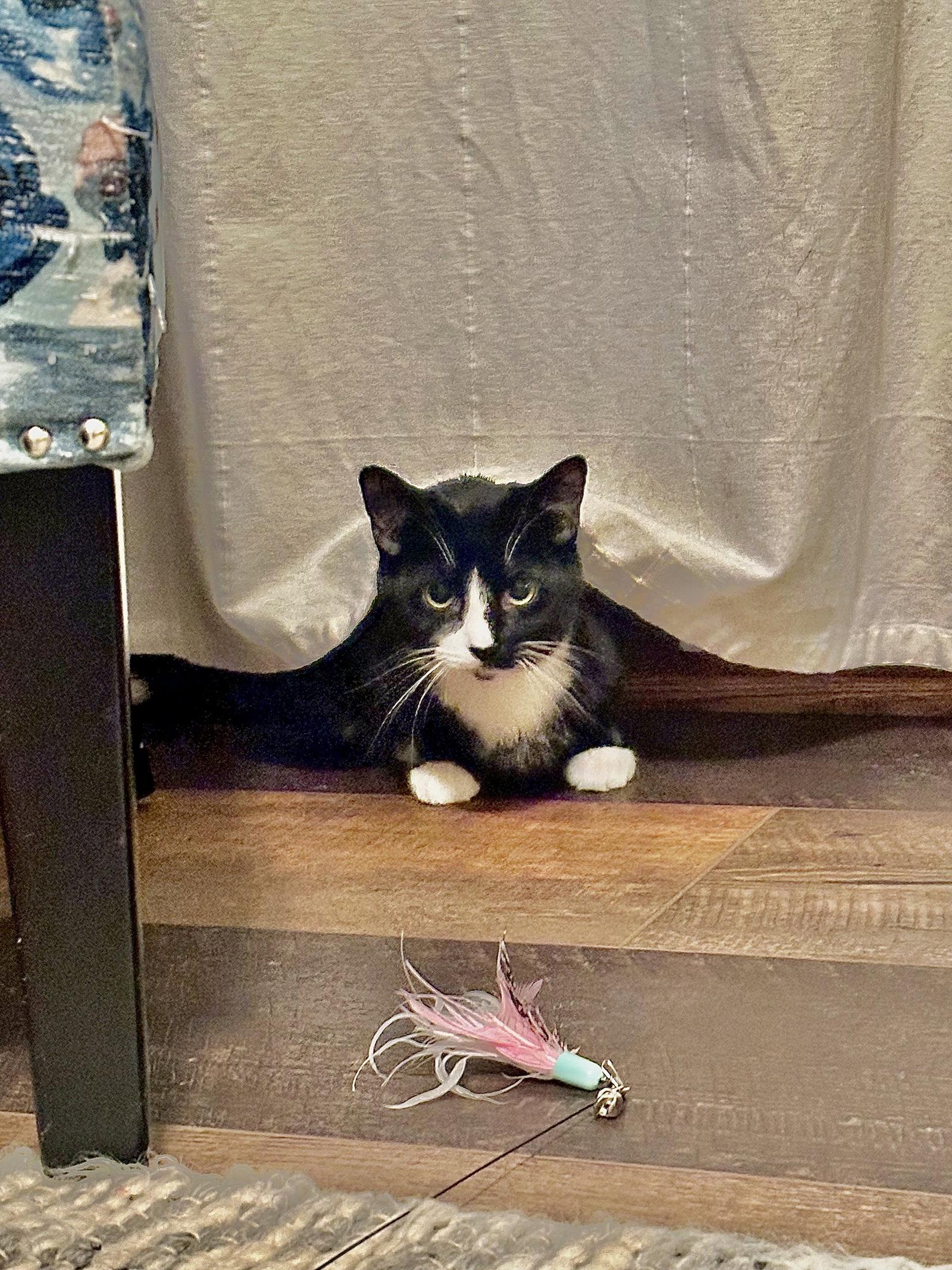 Mabell, a Adoptable Domestic Short Hair in Cincinnati, OH image 3/3