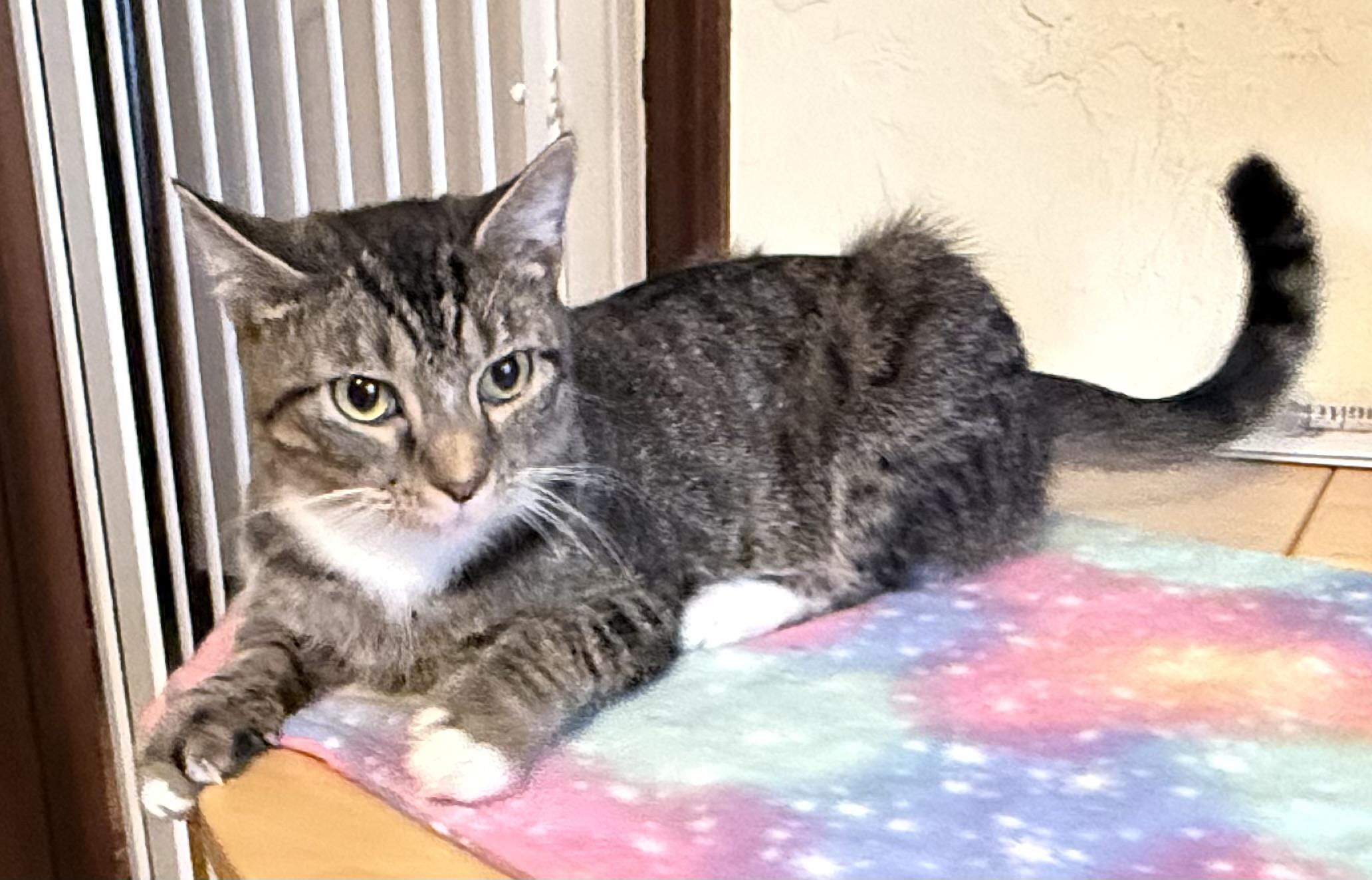 Mya, Adoptable, Young Female Domestic Short Hair.
