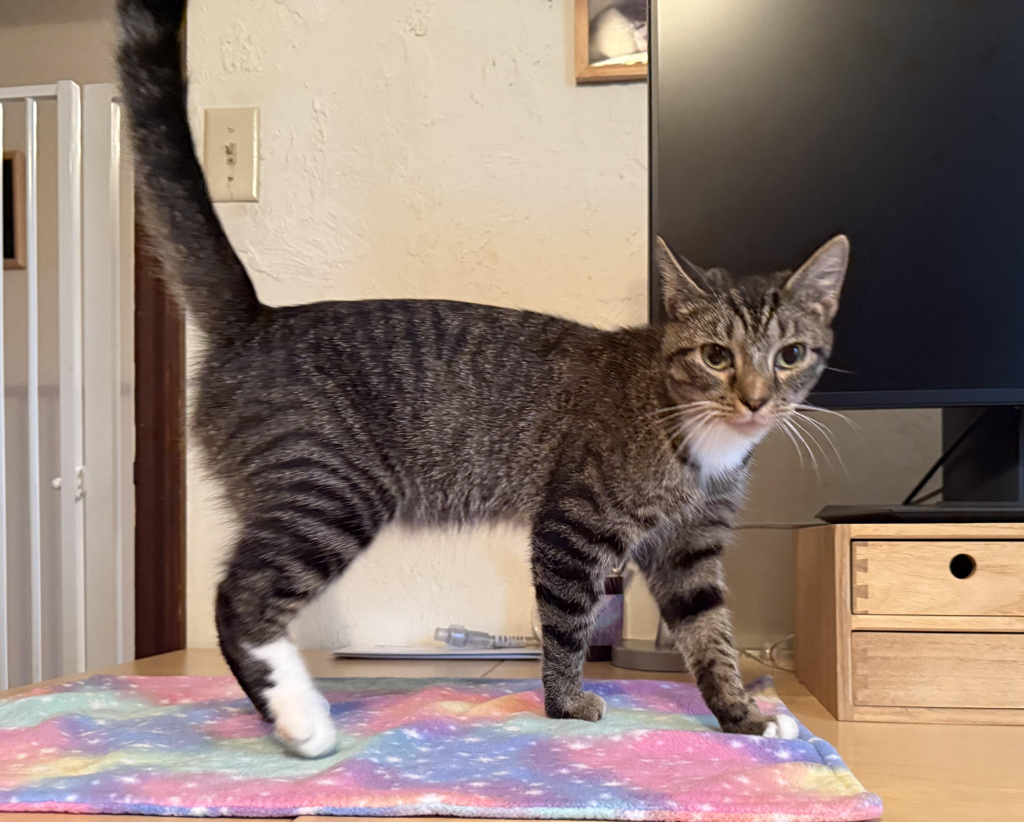 Mya, a Adoptable Domestic Short Hair in CANONSBURG, PA image 3/5