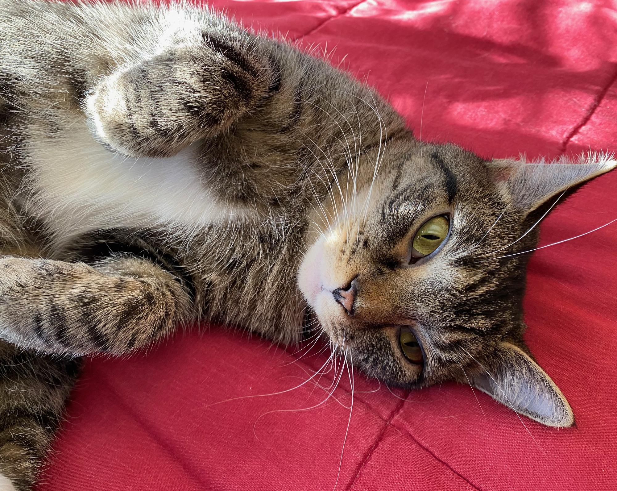 Mya, a Adoptable Domestic Short Hair in CANONSBURG, PA image 1/5