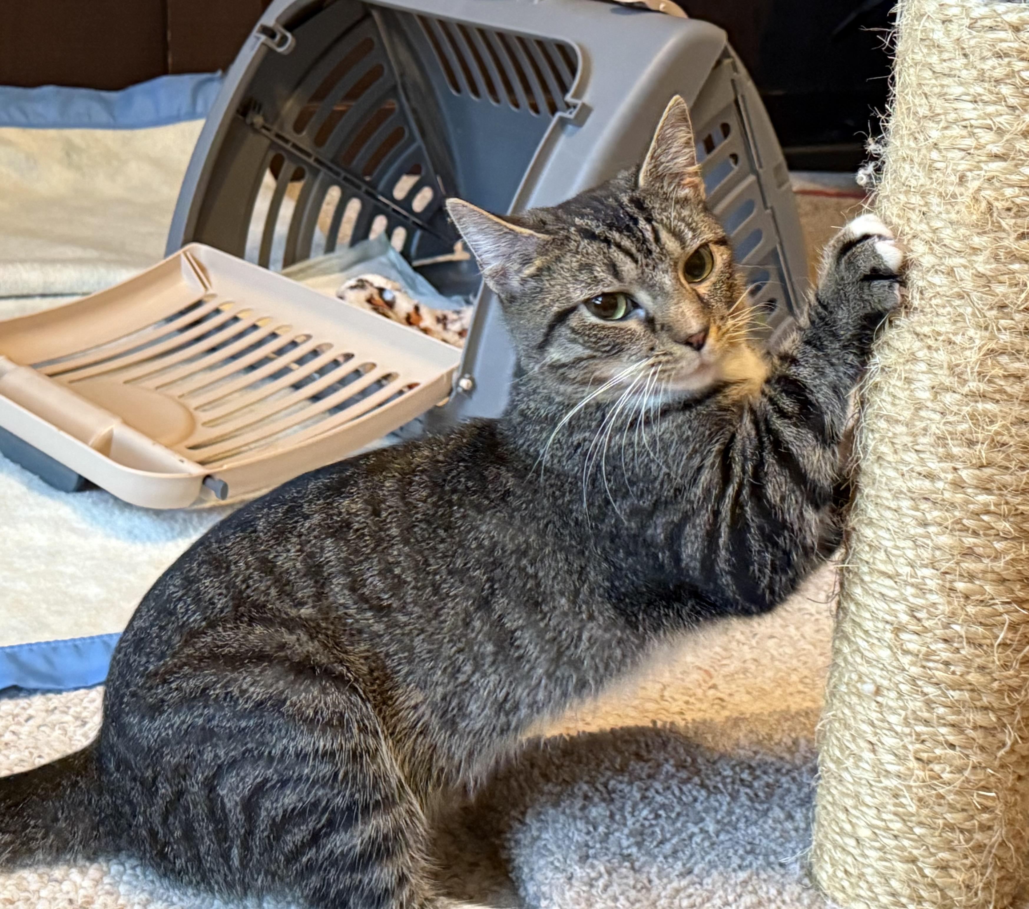 Mya, a Adoptable Domestic Short Hair in CANONSBURG, PA image 4/5