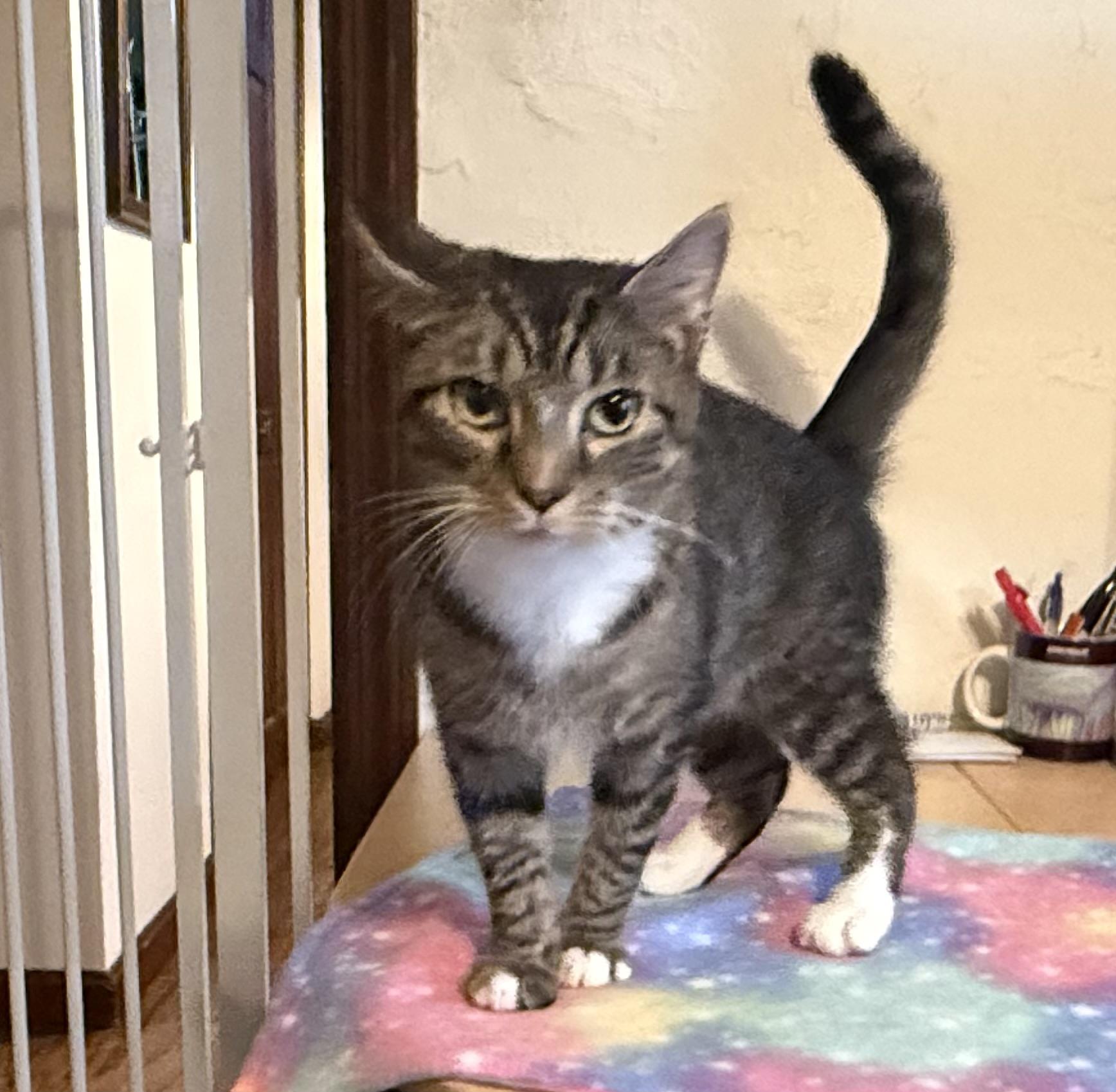 Mya, a Adoptable Domestic Short Hair in CANONSBURG, PA image 5/5