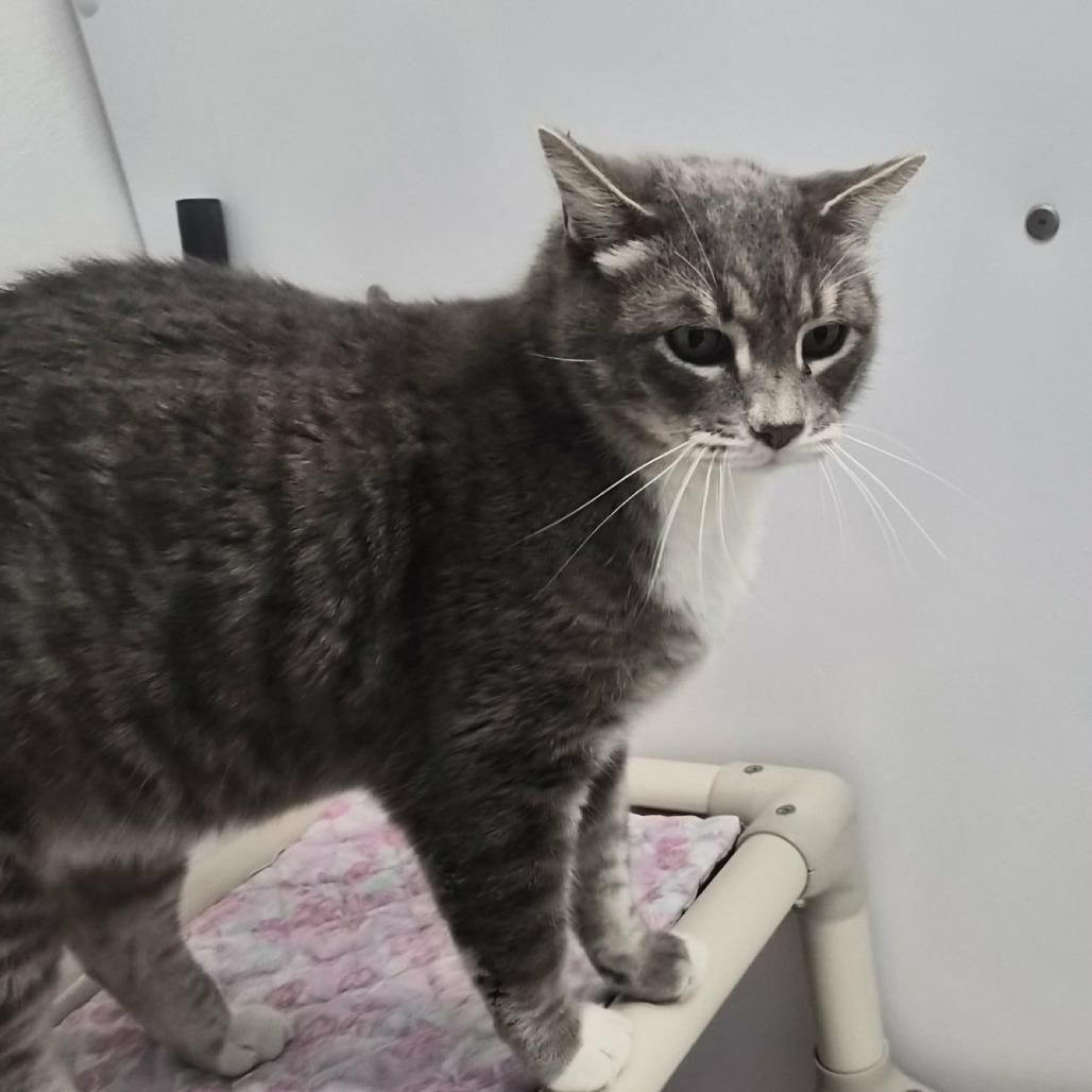 Stone, Adoptable, Senior Male Domestic Short Hair.