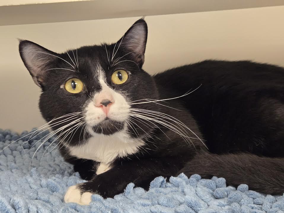 Enlarge Splinter, a ADOPTABLE mixed breed in Bellingham, WA image 3/3
