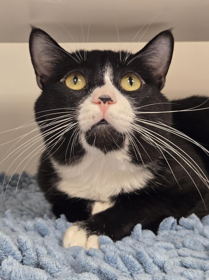 Splinter, ADOPTABLE, Adult Male Domestic Short Hair.
