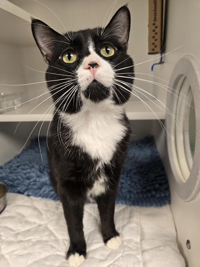 Enlarge Splinter, a ADOPTABLE mixed breed in Bellingham, WA image 2/3