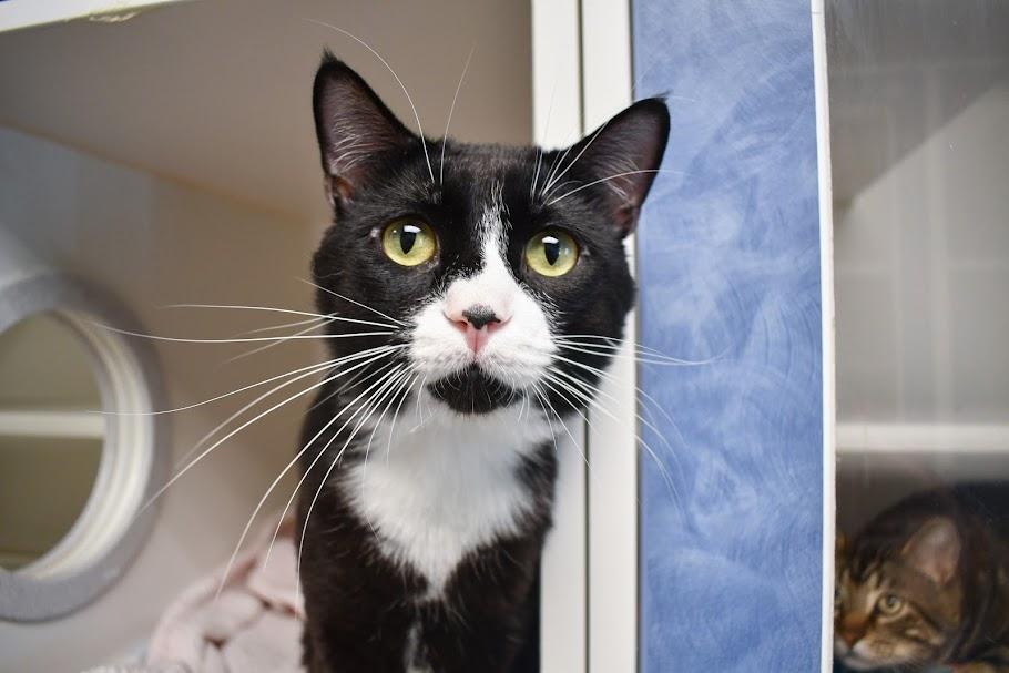Splinter, a ADOPTABLE mixed breed in Bellingham, WA image 1/4