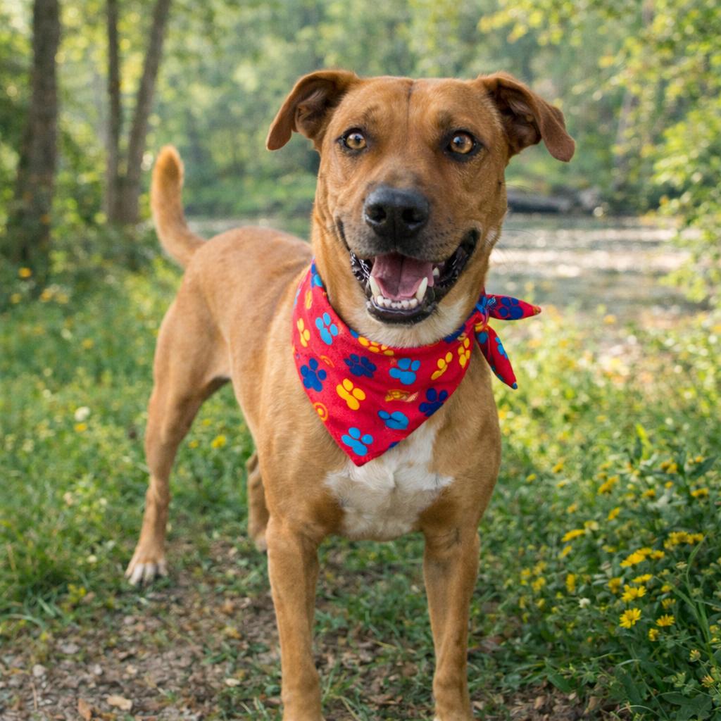 Enlarge Bandit, a Adoptable Mixed Breed in Eufaula, AL image 2/3