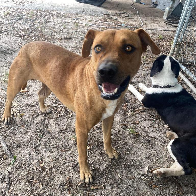 Enlarge Bandit, a Adoptable Mixed Breed in Eufaula, AL image 2/2
