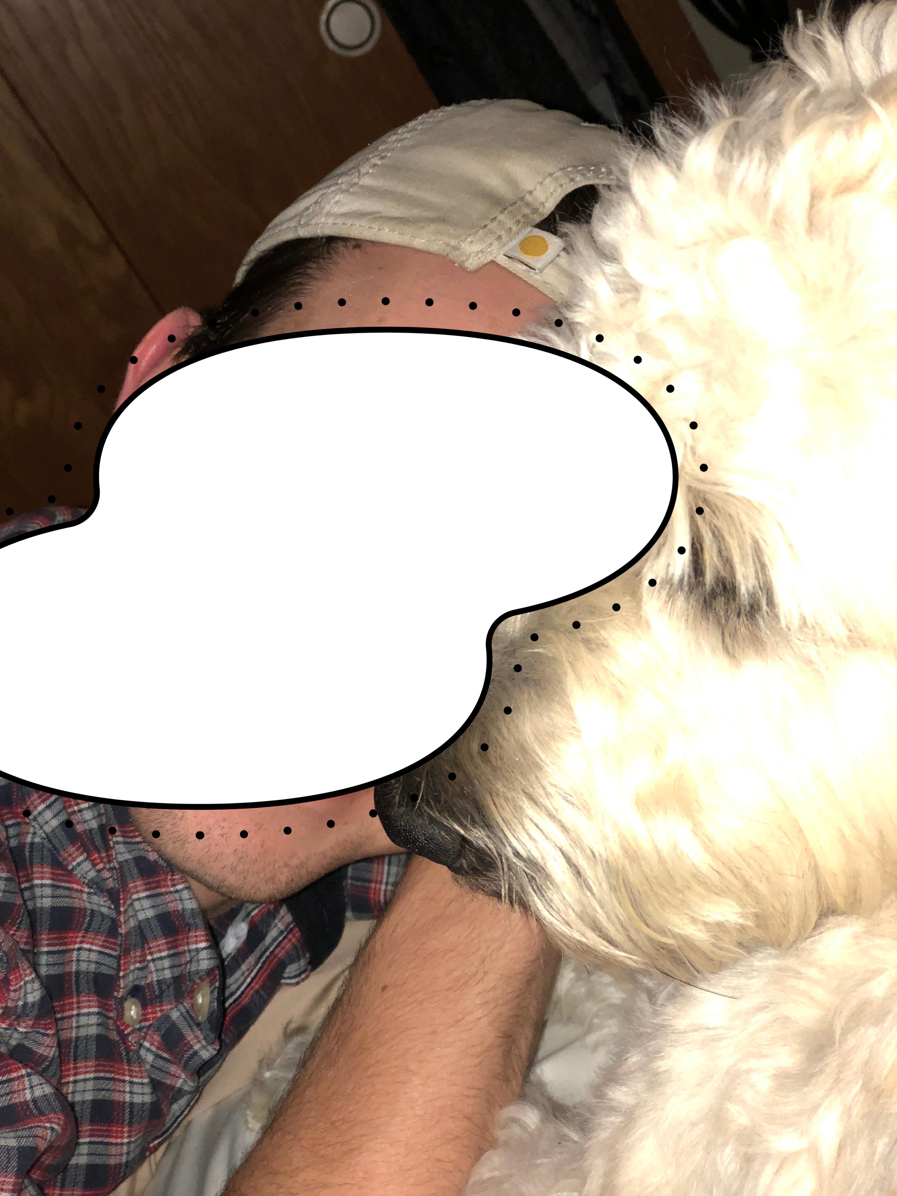 Gus, a Adopted Wheaten Terrier in Omaha, NE image 5/5