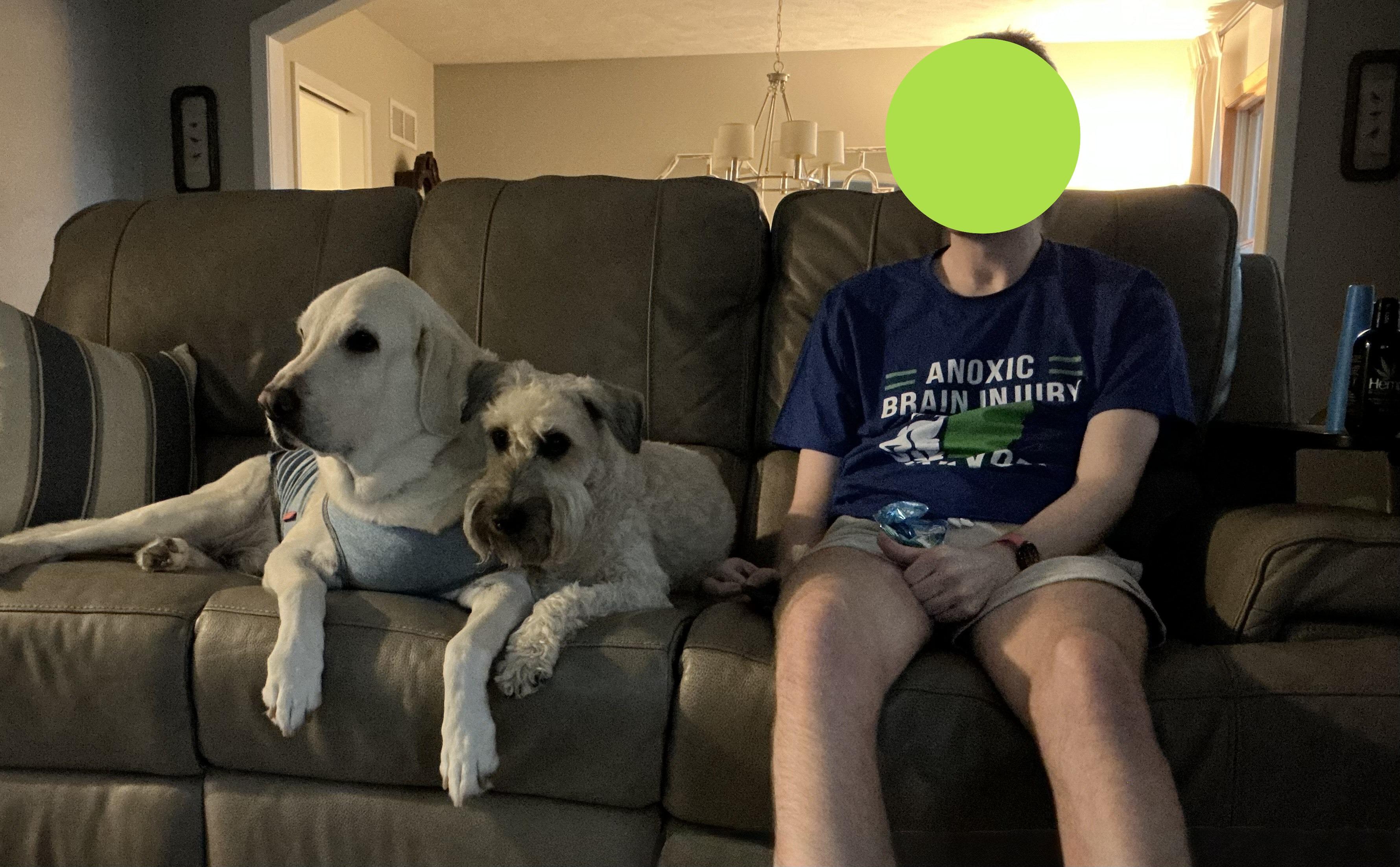 Gus, a Adopted Wheaten Terrier in Omaha, NE image 3/5