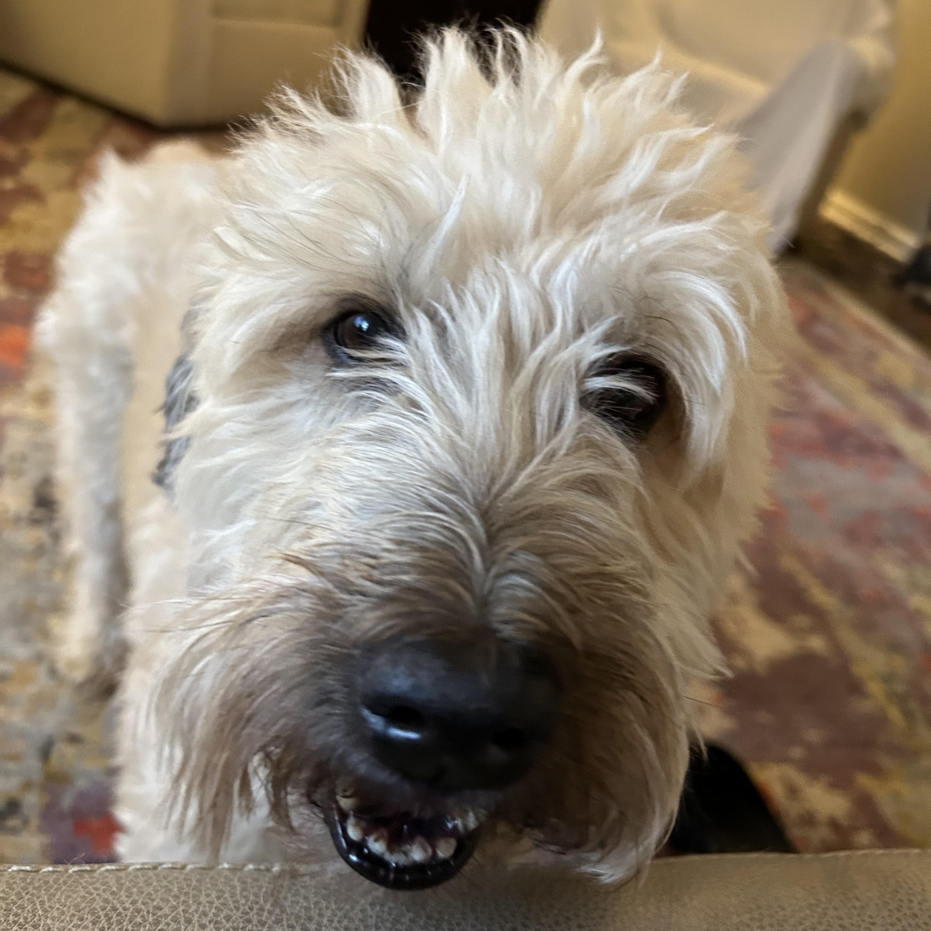 Gus, Adopted, Senior Male Wheaten Terrier.