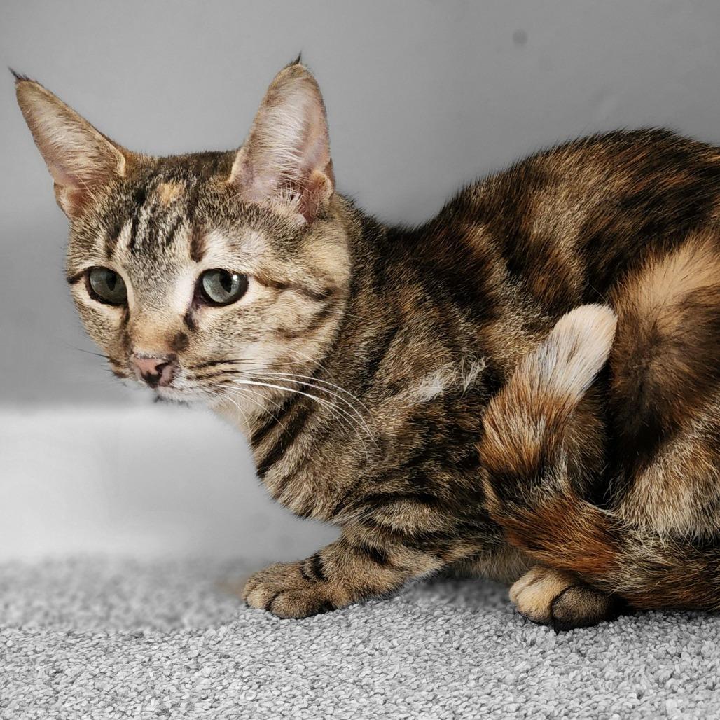 Tippy, Adoptable, Adult Female Domestic Short Hair.