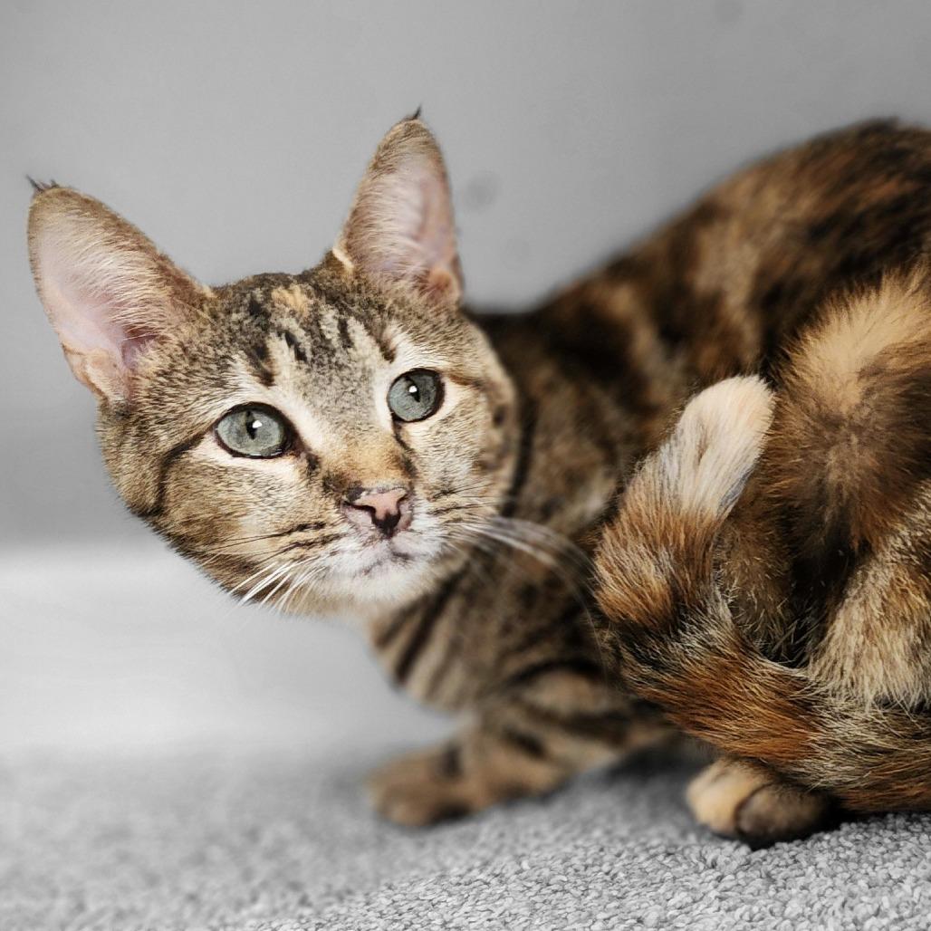 Enlarge Tippy, a Adoptable Domestic Short Hair in Centerville, TN image 2/3