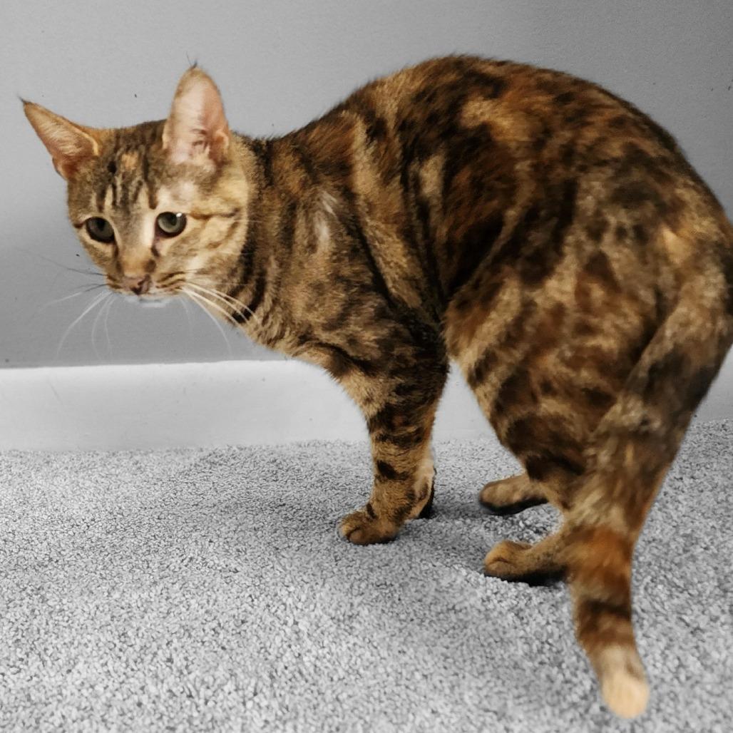 Enlarge Tippy, a Adoptable Domestic Short Hair in Centerville, TN image 3/3