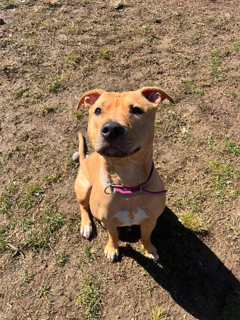 Sandy, adopted, Young Female Pit Bull Terrier.