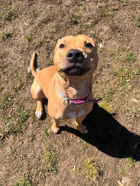 Sandy, an adopted mixed breed in Yonkers, NY image 3/4