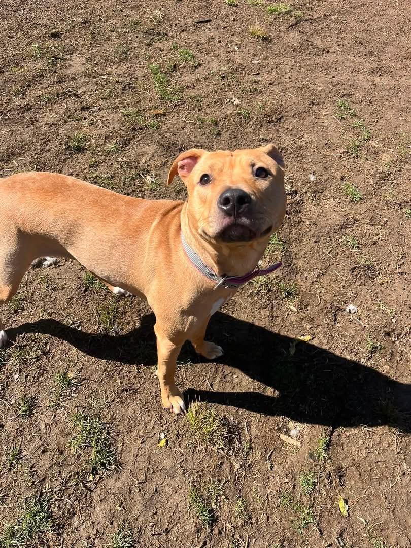 Sandy, an adopted mixed breed in Yonkers, NY image 2/4