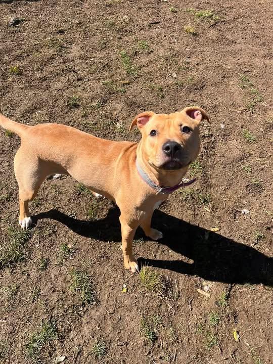 Sandy, an adopted mixed breed in Yonkers, NY image 4/4