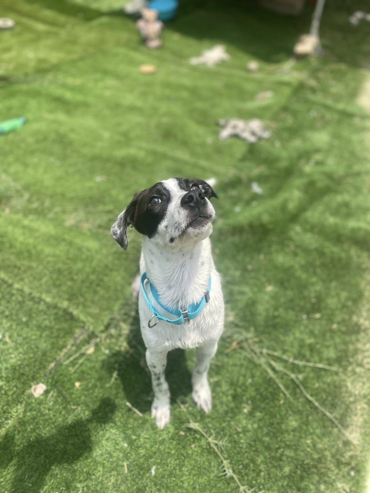 Love, a Adoptable mixed breed in San Antonio, TX image 1/2