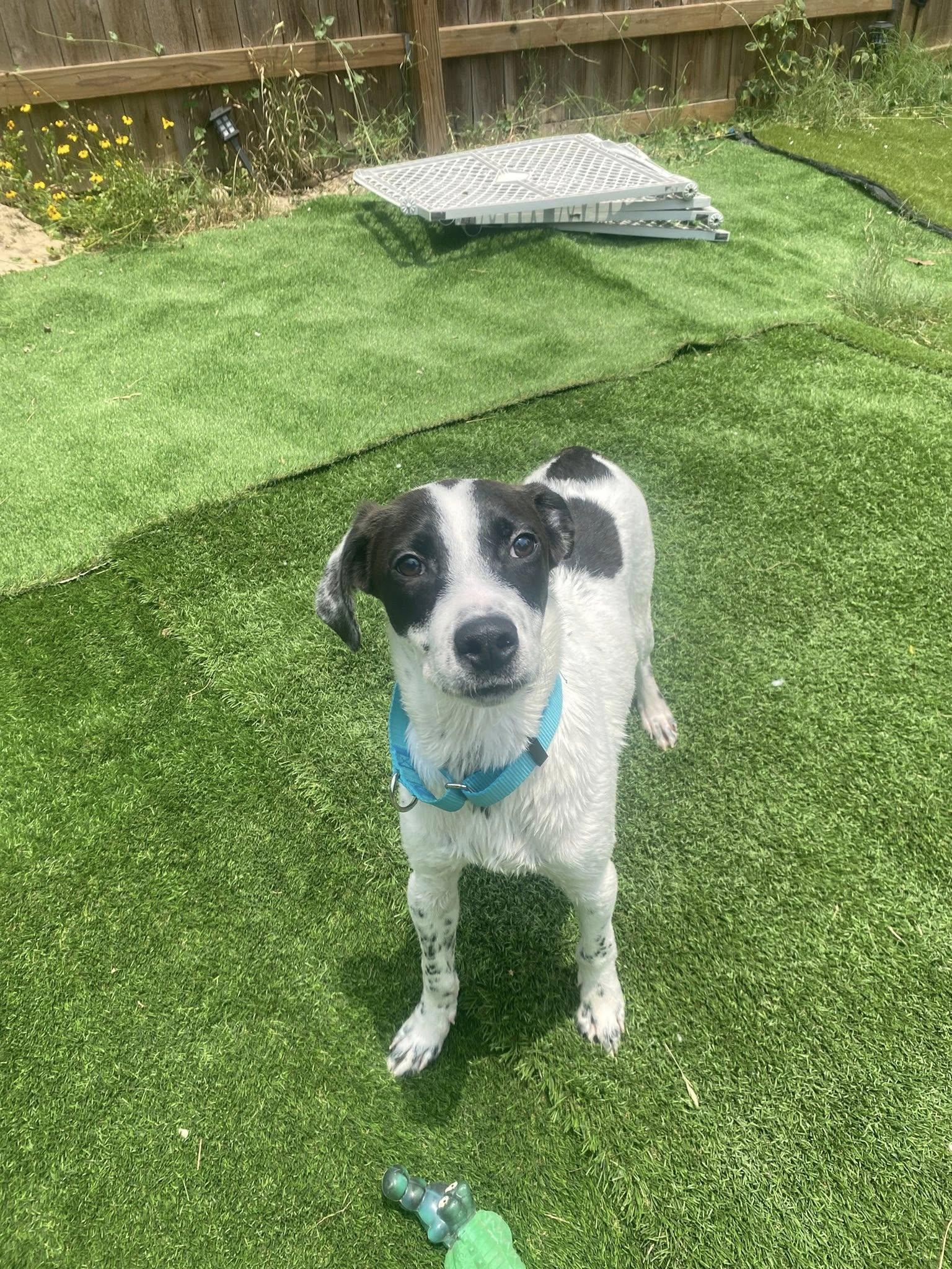 Love, a Adoptable mixed breed in San Antonio, TX image 2/2