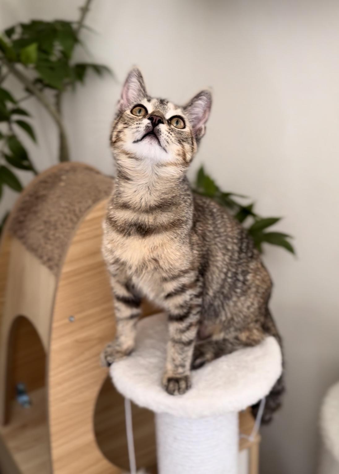 Coconut, a Adoptable Domestic Short Hair in Garden Grove, CA image 2/6