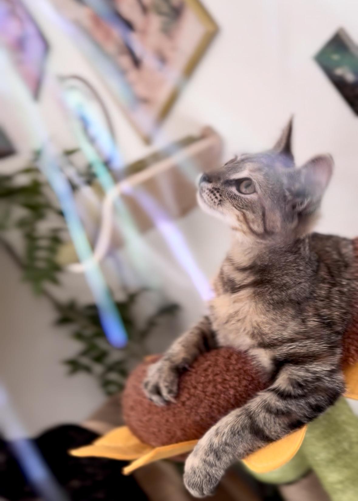 Coconut, a Adoptable Domestic Short Hair in Garden Grove, CA image 5/6