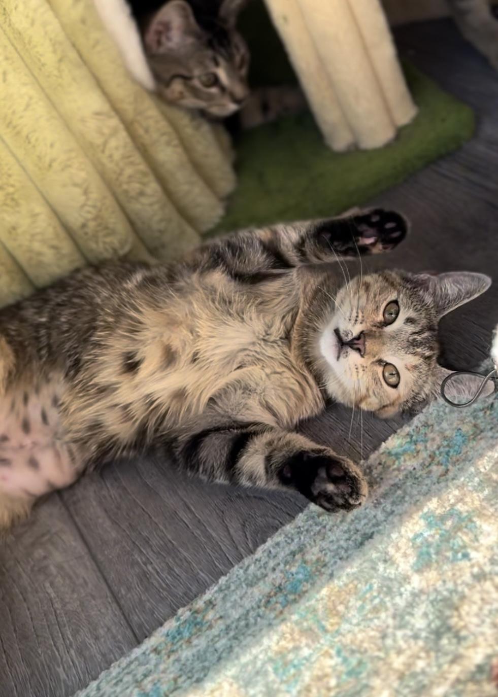 Coconut, a Adoptable Domestic Short Hair in Garden Grove, CA image 3/6