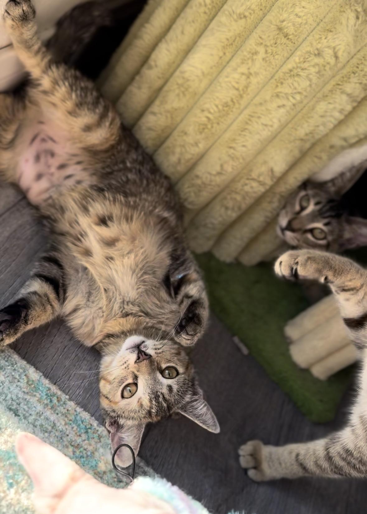 Coconut, a Adoptable Domestic Short Hair in Garden Grove, CA image 4/6