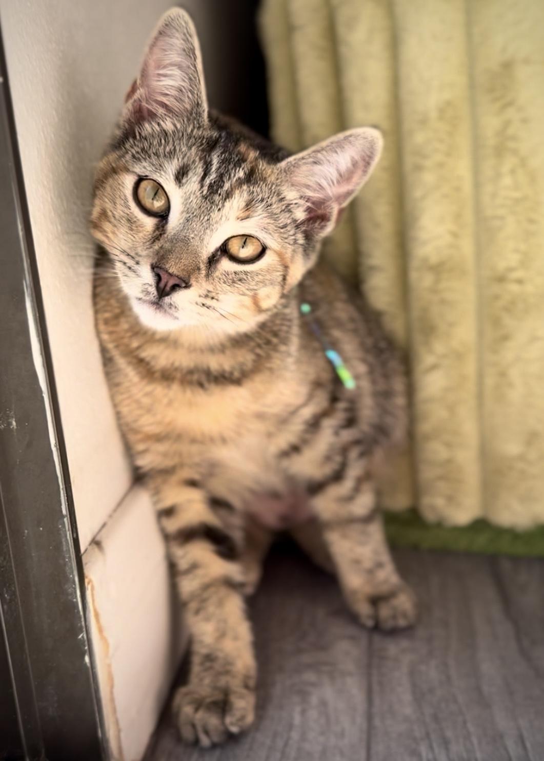 Coconut, a Adoptable Domestic Short Hair in Garden Grove, CA image 1/6